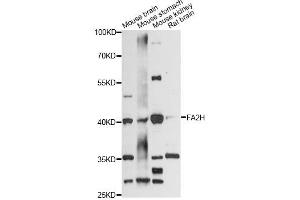Western blot analysis of extracts of various cell lines, using FA2H antibody (ABIN6292085) at 1:3000 dilution. (FA2H anticorps)