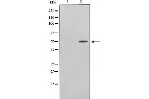 Western blot analysis on COS7 cell lysate using TRHR Antibody. (TRHR anticorps)