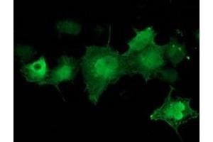 Anti-CDK2 mouse monoclonal antibody (ABIN2454524) immunofluorescent staining of COS7 cells transiently transfected by pCMV6-ENTRY CDK2 (RC200494). (CDK2 anticorps)