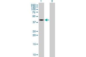 Western Blot analysis of DNMT2 expression in transfected 293T cell line by DNMT2 MaxPab polyclonal antibody. (Dnmt2 anticorps  (AA 1-391))