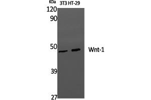 Western Blotting (WB) image for anti-Wingless-Type MMTV Integration Site Family, Member 1 (WNT1) antibody (ABIN5959985) (WNT1 anticorps)
