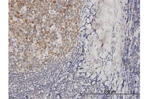 Immunoperoxidase of purified MaxPab antibody to VPREB3 on formalin-fixed paraffin-embedded human tonsil.