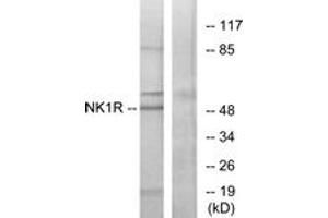 Western blot analysis of extracts from Jurkat cells, using NK1R Antibody. (TACR1 anticorps  (AA 211-260))