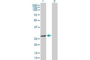 Western Blot analysis of ZMYND19 expression in transfected 293T cell line by ZMYND19 MaxPab polyclonal antibody.