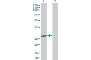 Western Blot analysis of ZMYND19 expression in transfected 293T cell line by ZMYND19 MaxPab polyclonal antibody. (ZMYND19 anticorps  (AA 1-227))