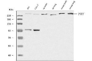 Western blot analysis of FRY using anti-FRY antibody (ABIN7599716).