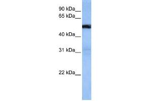 WB Suggested Anti-TRAF3IP3 Antibody Titration:  0. (TRAF3IP3 anticorps  (Middle Region))