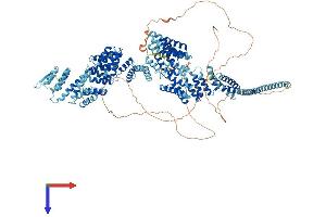 AlphaFold protein structure predicition of Mouse Recombinant Ctr9 Protein, UniprotID Q62018