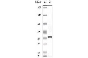 Western Blotting (WB) image for anti-Calcyclin Binding Protein (CACYBP) antibody (ABIN1105626) (CACYBP anticorps)
