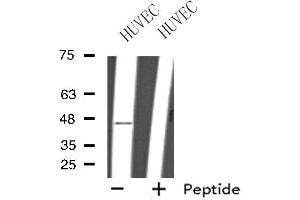 Western blot analysis of extracts from HUVEC cells, using GPR151 antibody. (GPR151 anticorps  (C-Term))