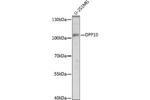 Western blot analysis of extracts of U-251MG cells, using DPP10 antibody (ABIN7266786) at 1:1000 dilution.