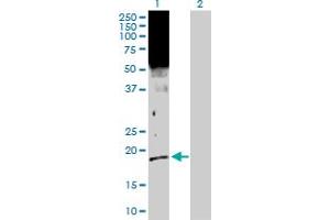 Western Blot analysis of SFN expression in transfected 293T cell line by SFN MaxPab polyclonal antibody. (14-3-3 sigma/SFN anticorps  (AA 1-248))