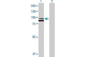 Western Blot analysis of SPG7 expression in transfected 293T cell line by SPG7 MaxPab polyclonal antibody. (SPG7 anticorps  (AA 1-795))