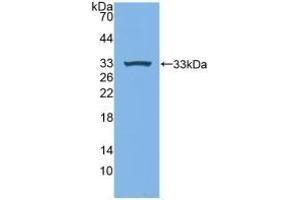 Detection of Recombinant MPG1, Human using Polyclonal Antibody to Macrophage Expressed Gene 1 Protein (MPG1) (MPEG1 anticorps  (AA 313-580))