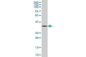 SNRPA MaxPab polyclonal antibody. (SNRPA1 anticorps  (AA 1-282))