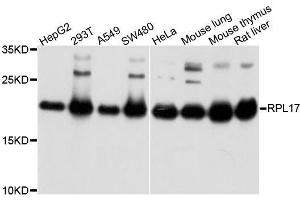 Western blot analysis of extracts of various cell lines, using RPL17 antibody. (RPL17 anticorps  (AA 1-184))