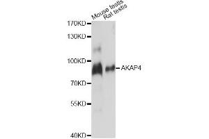 Western blot analysis of extracts of various cell lines, using AKAP4 antibody. (AKAP4 anticorps)