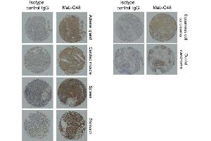Immunohistochemistry Mab-C48 or control IgG (1 g /mL) was applied to human normal organ tissue array and tumor tissue array. (BST2 anticorps)