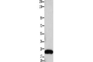 Western Blotting (WB) image for anti-Claudin 3 (CLDN3) antibody (ABIN2425947)