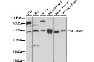 Western blot analysis of extracts of various cell lines, using SLC46 antibody (ABIN7270465) at 1:1000 dilution.