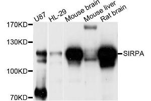 Western blot analysis of extracts of various cell lines, using SIRPA antibody (ABIN5996792) at 1/1000 dilution. (SIRPA anticorps)