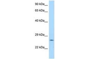 Image no. 1 for anti-14-3-3 gamma (YWHAG1) (AA 40-89) antibody (ABIN6748019) (14-3-3 gamma anticorps  (AA 40-89))