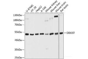 Western blot analysis of extracts of various cell lines using DDOST Polyclonal Antibody at dilution of 1:1000. (DDOST anticorps)