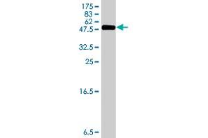 Western Blot detection against Immunogen (35.