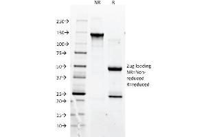 SDS-PAGE Analysis Purified CD90 Mouse Monoclonal antibody (F15-42-1). (CD90 anticorps)
