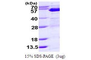 SDS-PAGE (SDS) image for Suppressor of Fused Homolog (SUFUH) (AA 1-484) protein (His tag) (ABIN667565) (SUFUH Protein (AA 1-484) (His tag))
