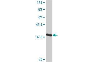 Western Blot detection against Immunogen (37 KDa) .