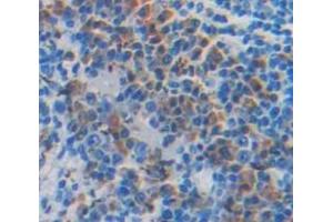 IHC-P analysis of Mouse Tissue, with DAB staining. (PRTN3 anticorps  (AA 24-249))