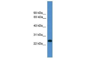 CD27 antibody used at 0. (CD27 anticorps  (C-Term))
