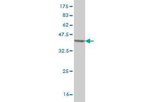 Western Blot detection against Immunogen (37.