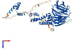 AlphaFold protein structure predicition of Mouse Recombinant Fbxw11 Protein, UniprotID Q5SRY7