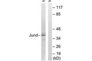 Western Blotting (WB) image for anti-Jun D Proto-Oncogene (JUND) (AA 222-271) antibody (ABIN2889019) (JunD anticorps  (AA 222-271))