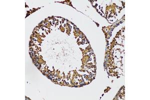Immunohistochemistry of paraffin-embedded mouse testis using IRAK4 antibody (ABIN5973654) at dilution of 1/100 (20x lens). (IRAK4 anticorps)