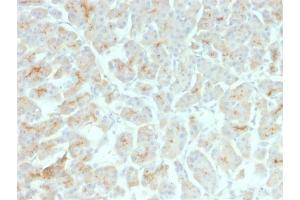 Formalin-fixed, paraffin-embedded human Pancreas stained with CFTR Mouse Recombinant Monoclonal Antibody (rCFTR/1342).