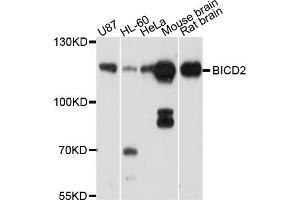 Western blot analysis of extracts of various cell lines, using BICD2 antibody (ABIN4903051) at 1:1000 dilution. (BICD2 anticorps)