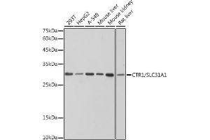 Western blot analysis of extracts of various cell lines, using CTR1/SLC31 antibody (ABIN7270449) at 1:1000 dilution. (SLC31A1 anticorps)