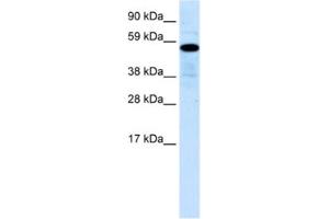 Western Blotting (WB) image for anti-Zinc Finger Protein 426 (ZNF426) antibody (ABIN2460751) (ZNF426 anticorps)