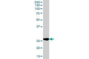 IFI30 MaxPab polyclonal antibody.