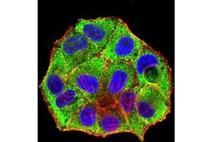 Immunofluorescence analysis of Hela cells using NR1I2 mouse mAb (green).