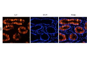 Immunofluorescence (IF) image for anti-TAG-72 (Satumomab Biosimilar) antibody (ABIN5668023)
