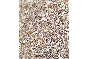 LRRC33 antibody (C-term) (ABIN654275 and ABIN2844083) immunohistochemistry analysis in formalin fixed and paraffin embedded human lymph node followed by peroxidase conjugation of the secondary antibody and DAB staining.