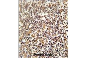 LRRC33 antibody (C-term) (ABIN654275 and ABIN2844083) immunohistochemistry analysis in formalin fixed and paraffin embedded human lymph node followed by peroxidase conjugation of the secondary antibody and DAB staining. (LRRC33 anticorps  (C-Term))