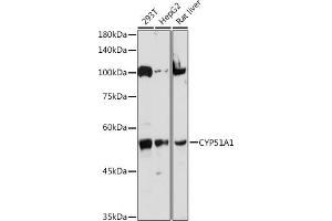Western blot analysis of extracts of various cell lines, using CYP51 antibody  at 1:1000 dilution. (CYP51A1 anticorps)