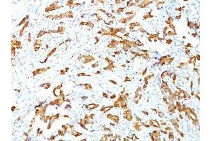 Image no. 1 for anti-Heat Shock 27kDa Protein 1 (HSPB1) antibody (ABIN6164168)