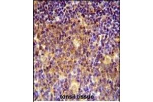 MUTED Antibody (Center) (ABIN654098 and ABIN2843982) immunohistochemistry analysis in formalin fixed and paraffin embedded human tonsil tissue followed by peroxidase conjugation of the secondary antibody and DAB staining. (MUTED anticorps  (AA 40-68))