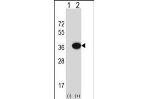 Western blot analysis of MOSC2 (arrow) using rabbit polyclonal MOSC2 Antibody (C-term) (ABIN652632 and ABIN2842422). (MARC2 anticorps  (C-Term))